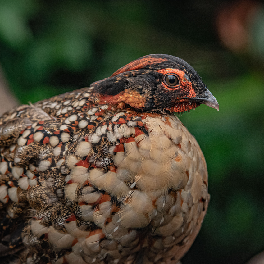 Cabot's Tragopan SQAURE