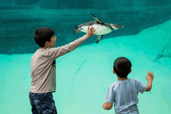 Children, Penguins, Zoo