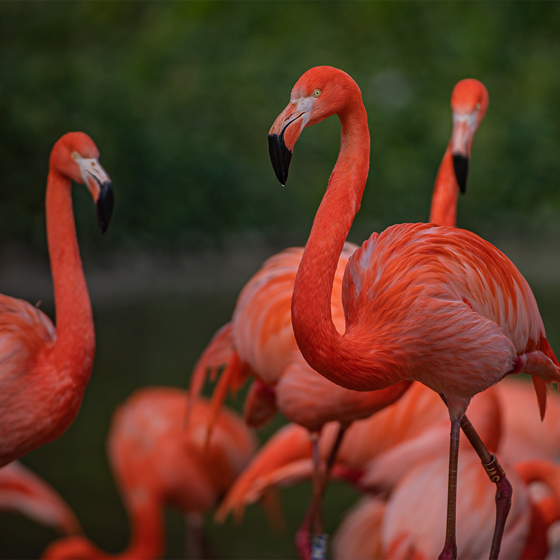 Flamingos In LAWA SQAURE