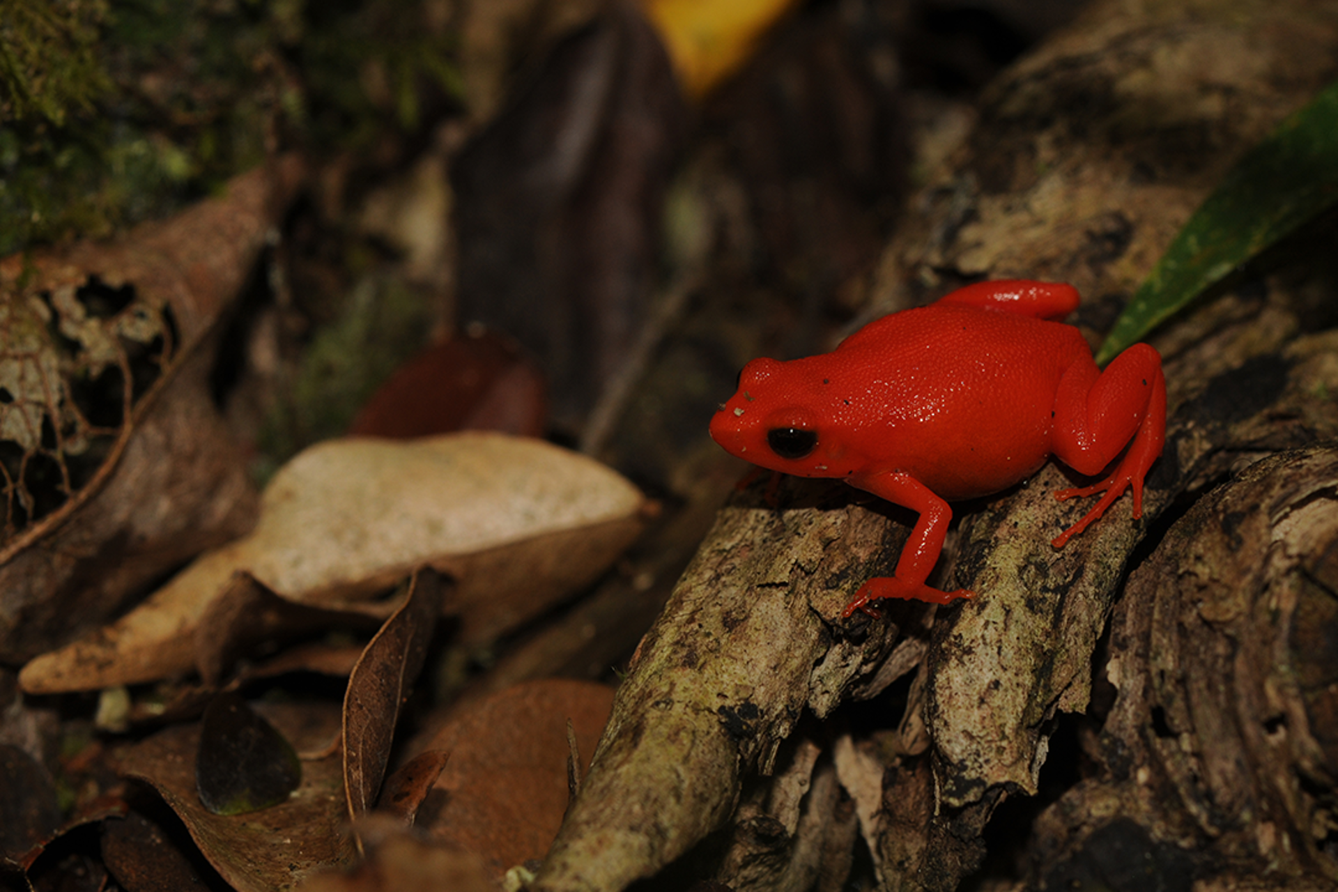 Golden Mantella Frog 4