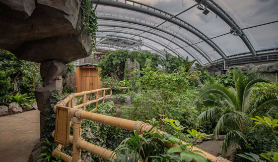 Inside Monsoon Forest