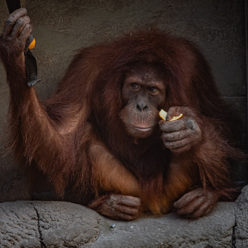 Islands Adventure Square 4