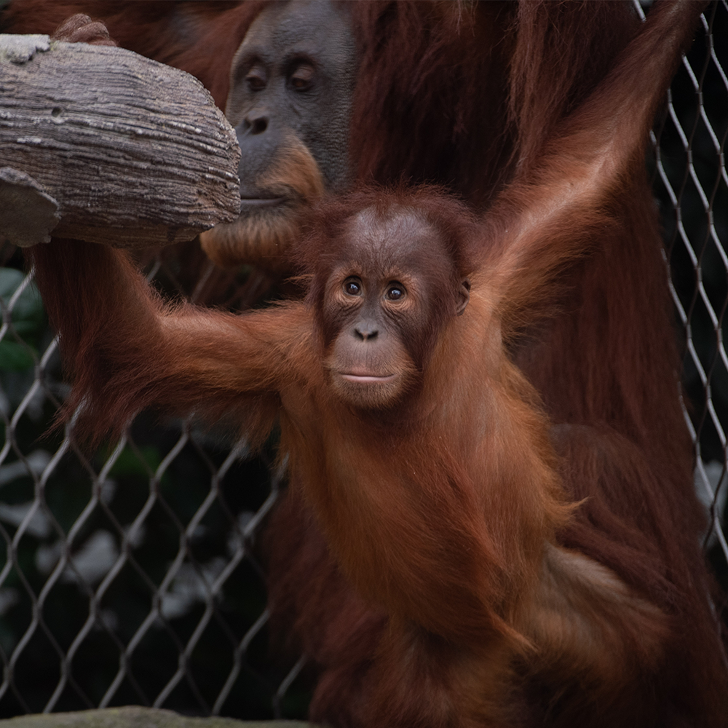 Islands Adventure Square 5