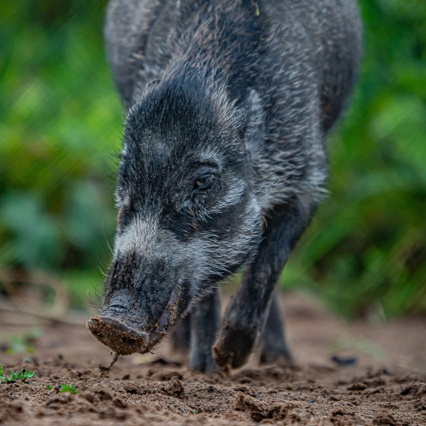 Islands Adventure Square 6
