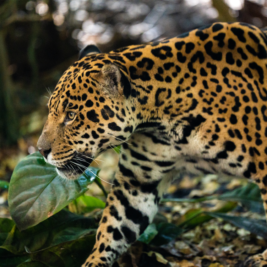 Jaguar Predator Tour SQAURE