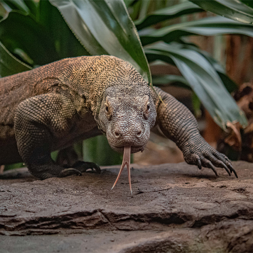 Komodo Dragon Predator Tour SQAURE