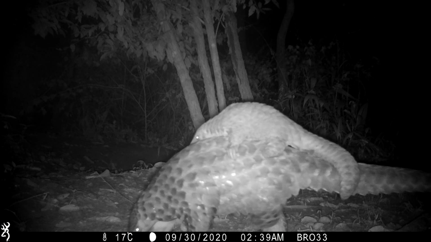 Mom And Baby Pangolin On CT