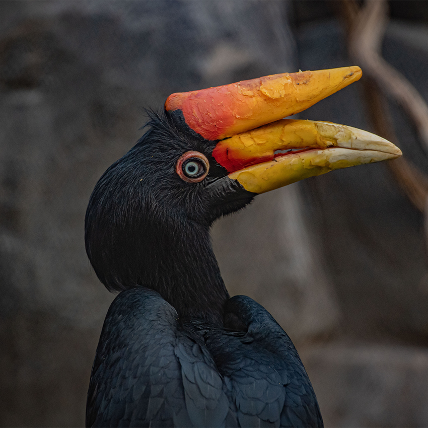 Monsoon Forest Hornbill SQAURE