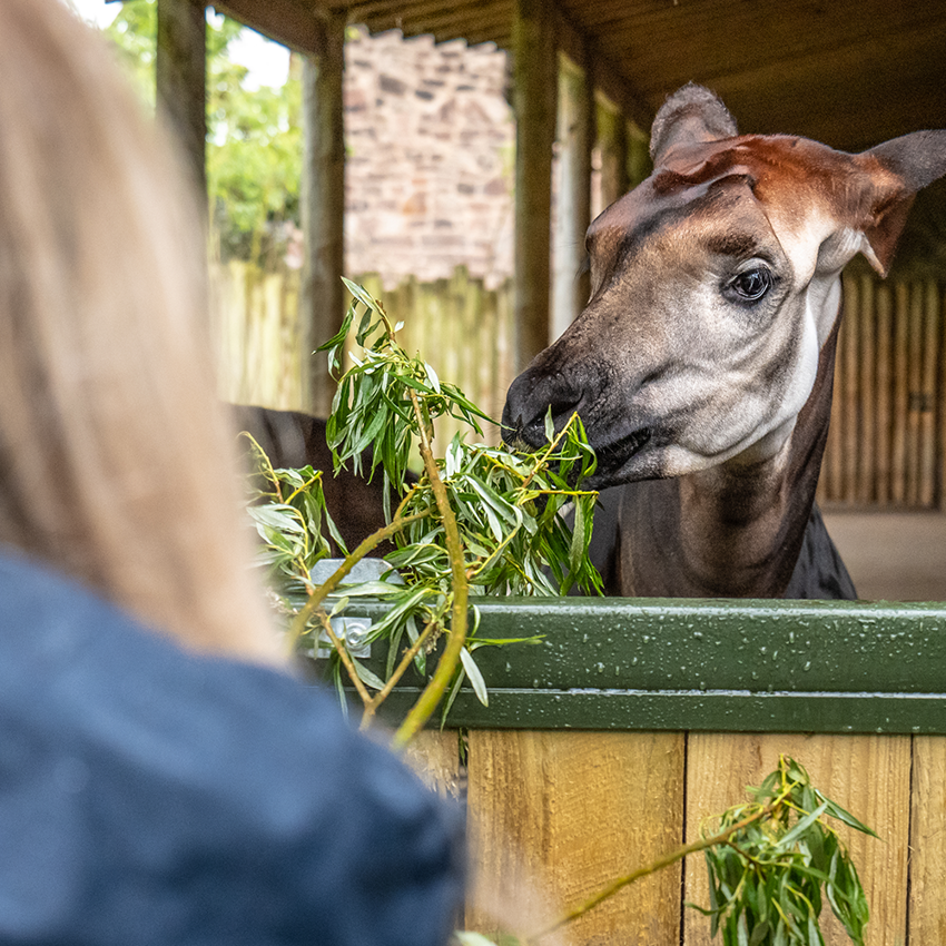 Okapi Experience Square 2