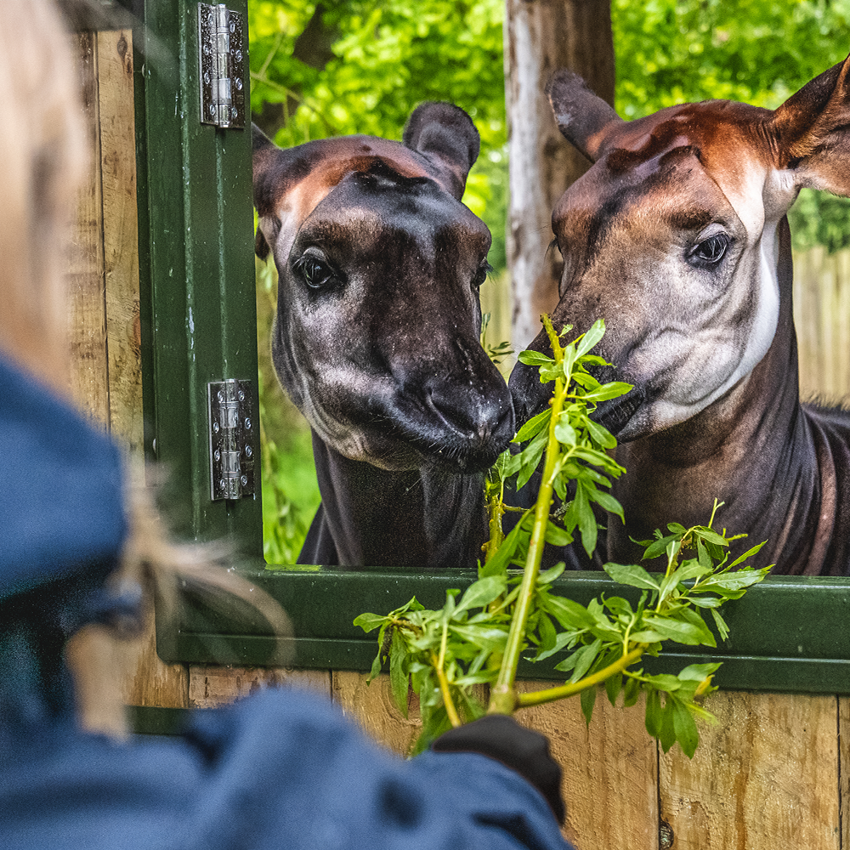 Okapi Experience Square 3
