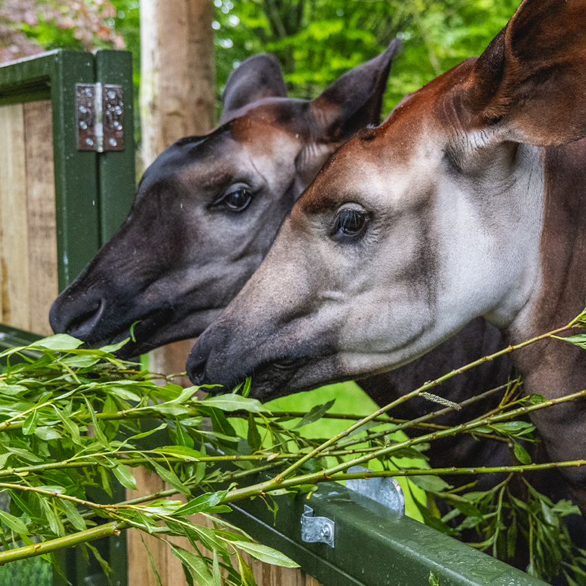 Okapi Experience Square