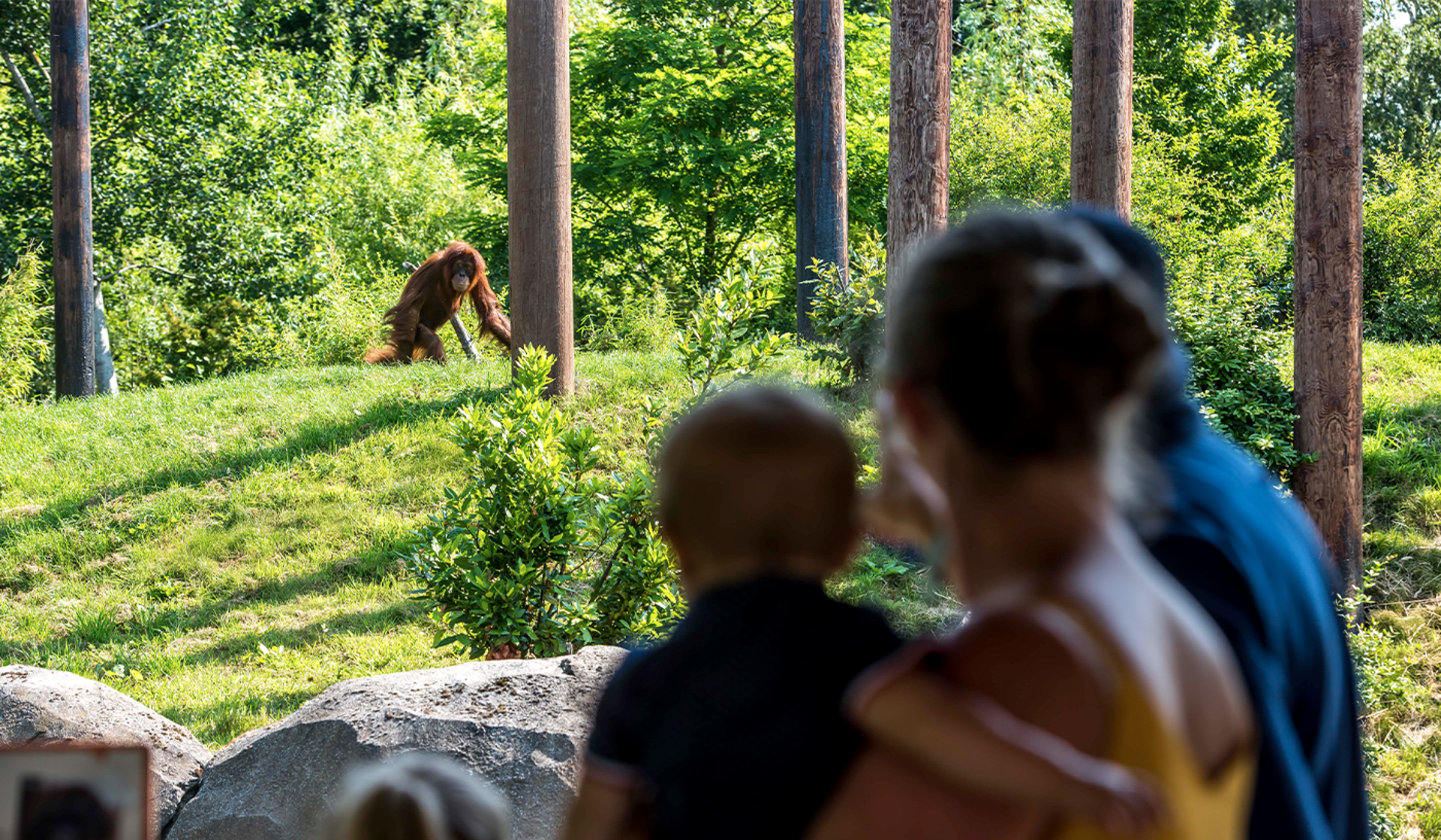 Orangutan Islands Family Shoot Summer Landing Page1400x817px