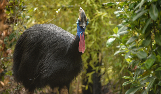 Southern Cassowary 1