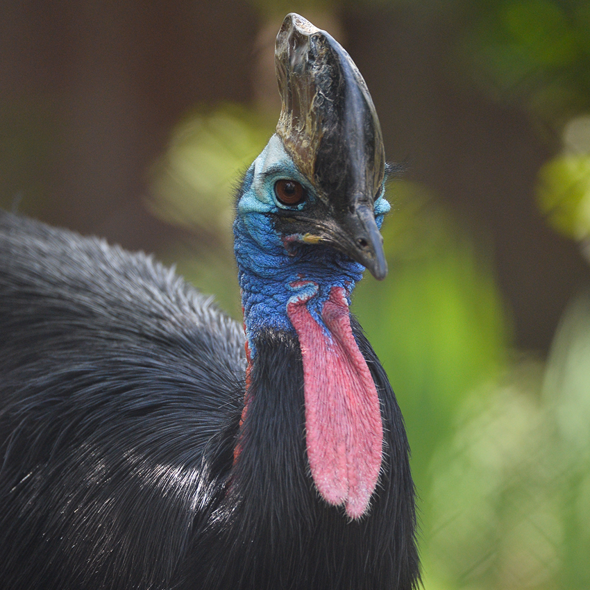 Southern Cassowary 2