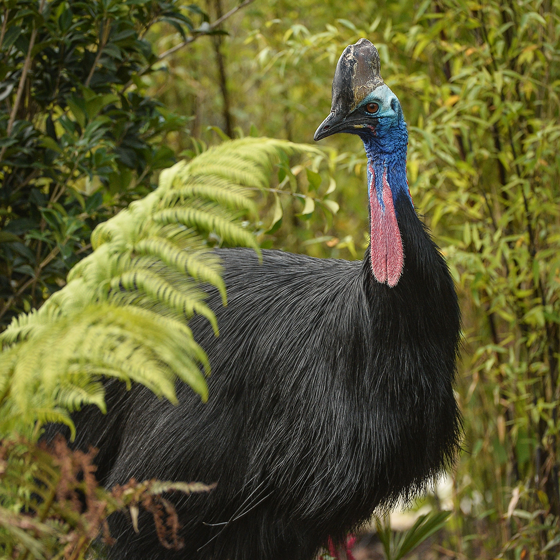 Southern Cassowary 5