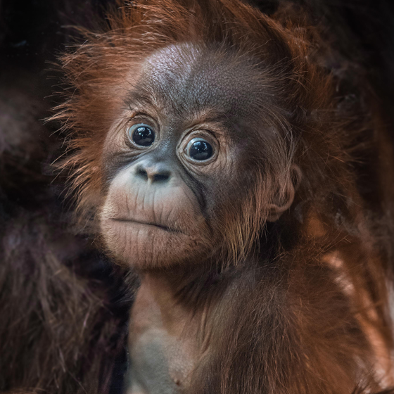 Sumatran Orangutan 6