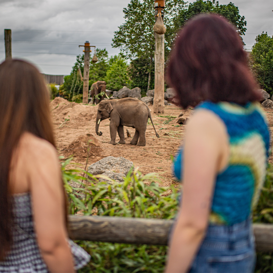 Two Women Looking At An Elephant