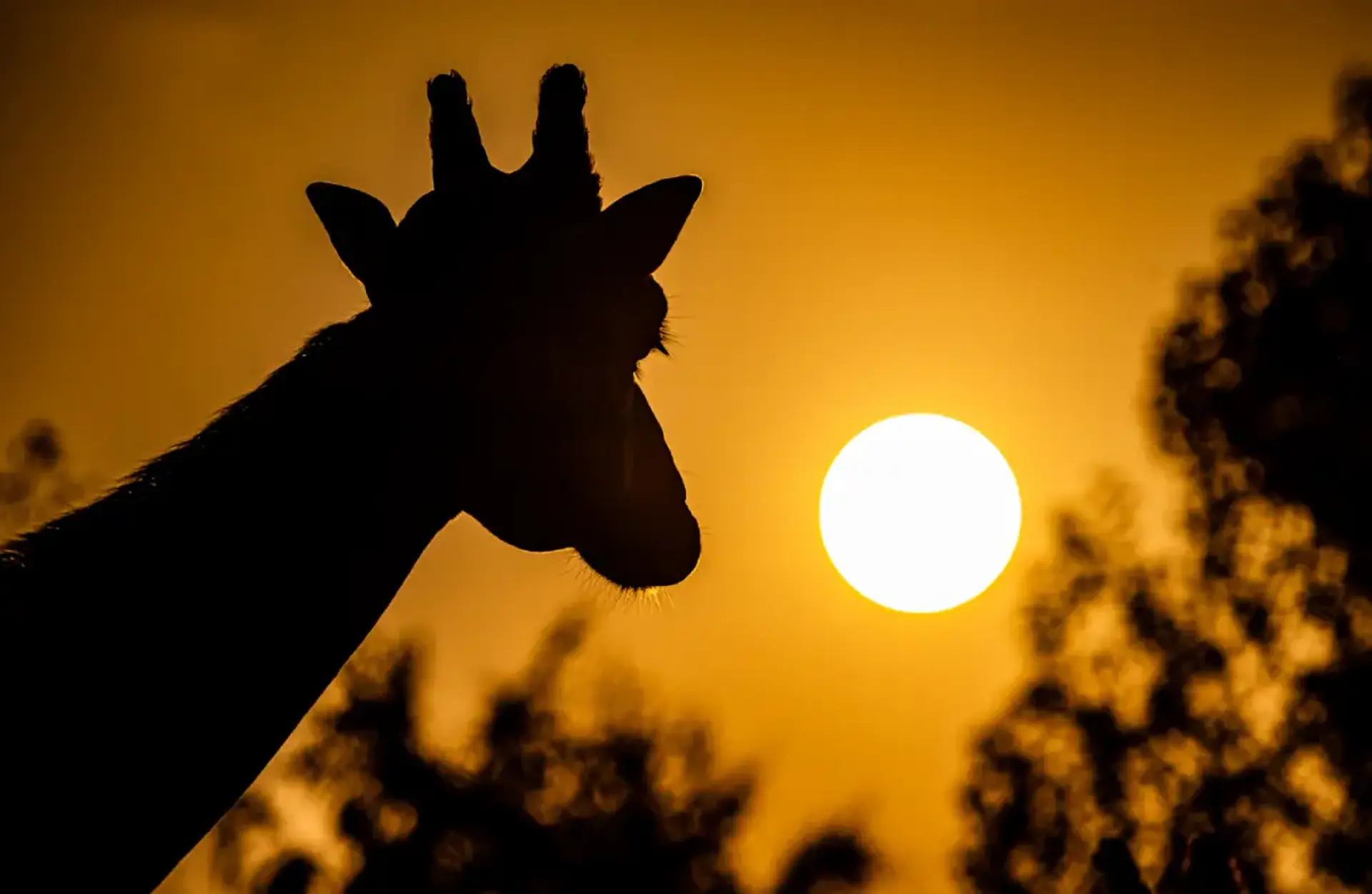 Giraffe, Heart Of Africa, Sunset