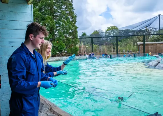 Penguin Cove Experience